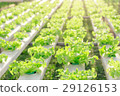 Hydroponics green vegetable farm 29126153
