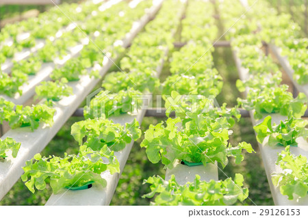 Hydroponics green vegetable farm Hydroponics green vegetable farm 29126153