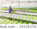 Hydroponics green vegetable farm 29126154