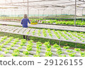 Hydroponics green vegetable farm 29126155