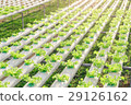 Hydroponics green vegetable farm 29126162