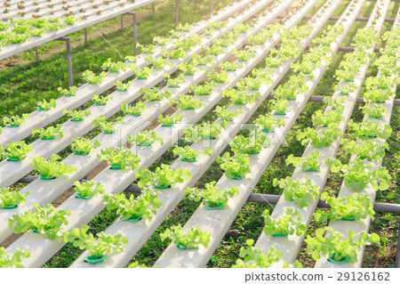 Hydroponics green vegetable farm Hydroponics green vegetable farm 29126162