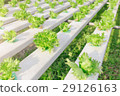 Hydroponics green vegetable farm 29126163