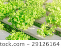 Hydroponic vegetables growing. 29126164