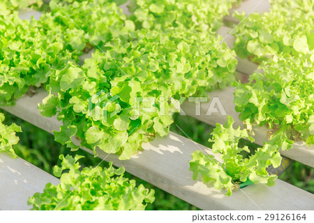 Hydroponic vegetables growing. Hydroponic vegetables growing. 29126164