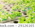 Hydroponic vegetables growing. 29126165