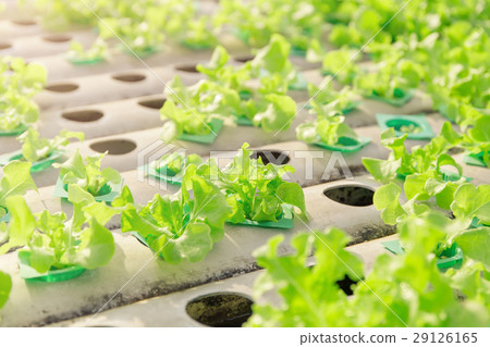 Hydroponic vegetables growing. 29126165