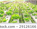 Hydroponics green vegetable farm 29126166