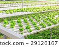 Hydroponics green vegetable farm 29126167