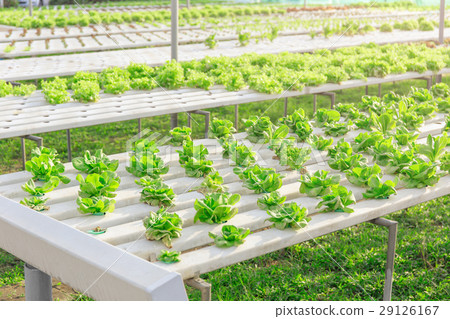 Hydroponics green vegetable farm Hydroponics green vegetable farm 29126167