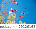 Autumn Red Leaf in Blue sky selective focus 29126168