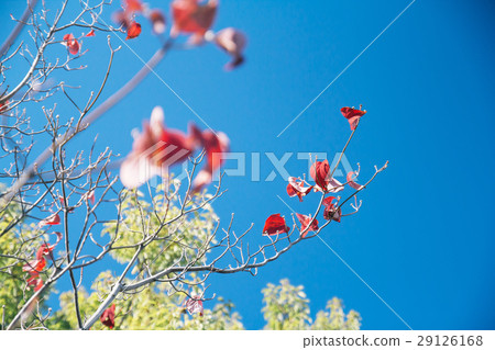 Autumn Red Leaf in Blue sky selective focus Autumn Red Leaf in Blue sky selective focus 29126168