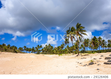 Palm trees on Anakena beach, easter island 29126406