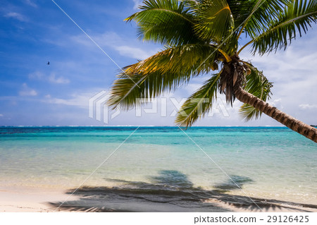 Paradise beach and lagoon in Moorea Island Paradise beach and lagoon in Moorea Island 29126425