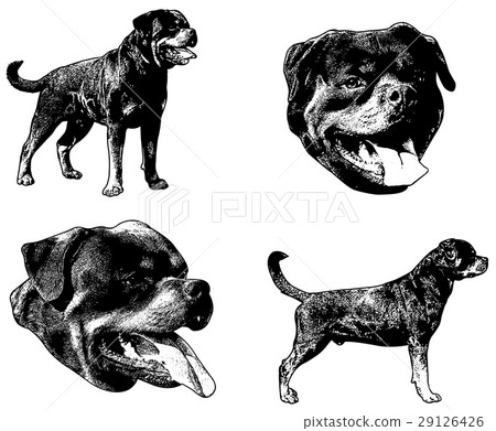 rottweiler dog sketch illustration rottweiler dog sketch illustration 29126426