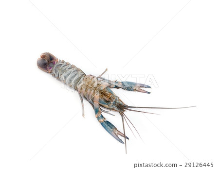 blue crayfish Cherax quadricarinatus blue crayfish Cherax quadricarinatus 29126445