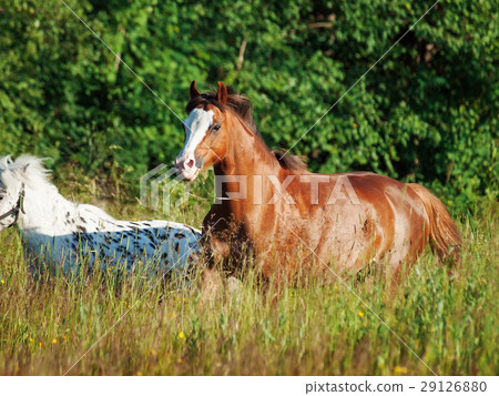 welsh pony and mini Appaloosa running  in field 29126880