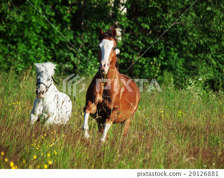 welsh pony and mini Appaloosa running  in  field 29126881