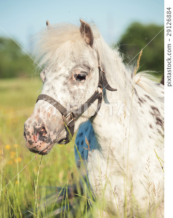portrait of Appaloosa pony in the meadow 29126884