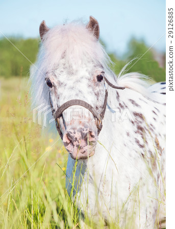 Portrait of Appaloosa pony Portrait of Appaloosa pony 29126885