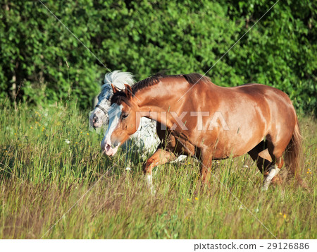 welsh pony and mini Appaloosa running in field welsh pony and mini Appaloosa running in field 29126886