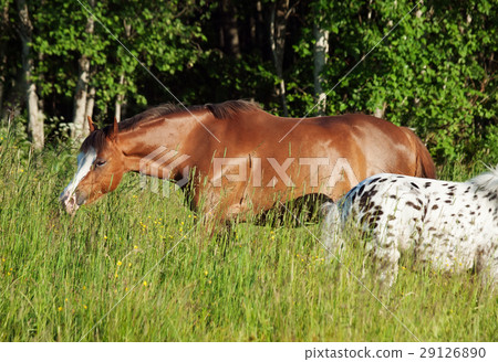 grazing welsh ponys in field grazing welsh ponys in field 29126890
