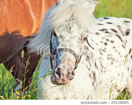 portrait of grazing Appaloosa pony in the meadow portrait of grazing Appaloosa pony in the meadow 29126891