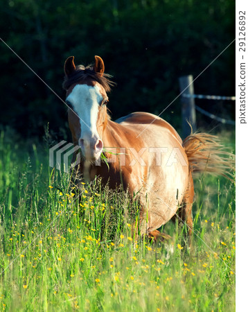 welsh pony  in the field at the evening 29126892