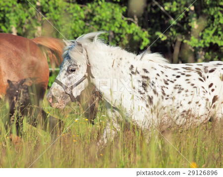 running appaloosa pony in field 29126896