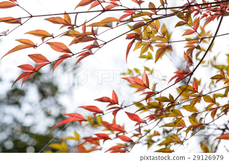 Tender leafy southern leaves 29126979