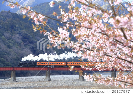 Spring Oigawa Railway SL 29127977