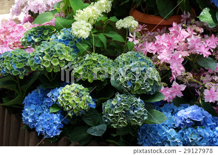 繡球 繡球 29127978