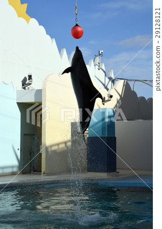 Dolphin Show 29128121