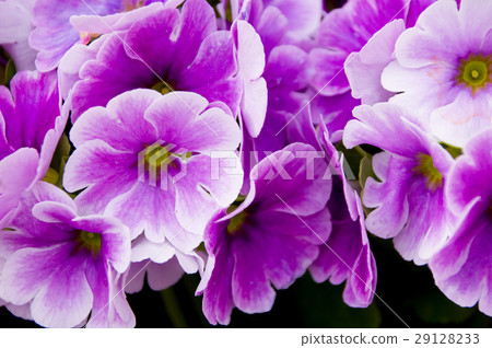 Primula · Obconica 29128233