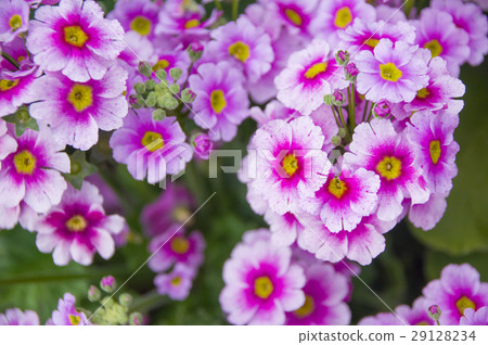 Primula · Obconica 29128234