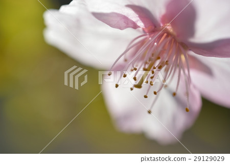 櫻花特寫 29129029