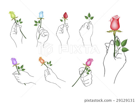 Hand Holding Rose Flowers with Green Leaves Hand Holding Rose Flowers with Green Leaves 29129131