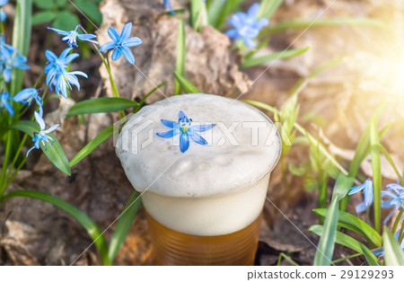 beer and blue flowers spring, snowdrop Scilla beer and blue flowers spring, snowdrop Scilla 29129293