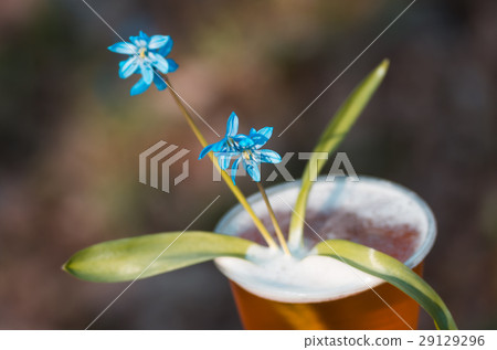 beer and blue flowers spring, snowdrop Scilla beer and blue flowers spring, snowdrop Scilla 29129296