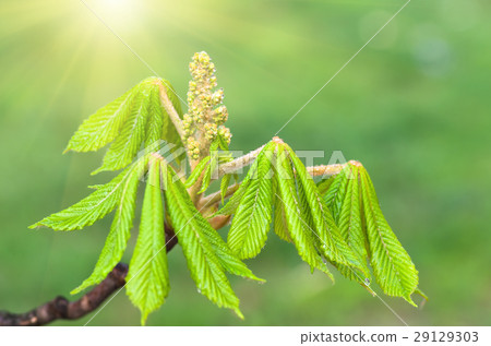 buds flowers chestnut are born on tree, spring buds flowers chestnut are born on tree, spring 29129303