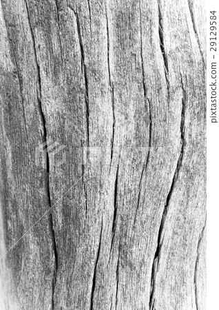 texture of bark wood use as natural background, 29129584