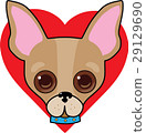 Chihuahua Face 29129690