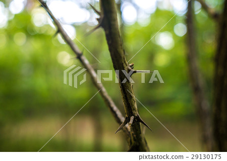 Honey Locust Thorns Honey Locust Thorns 29130175