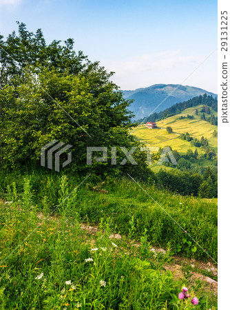 tree in rural area on beautiful summer day tree in rural area on beautiful summer day 29131225