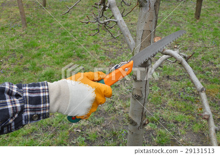 Agriculture, pruning tree in orchard Agriculture, pruning tree in orchard 29131513