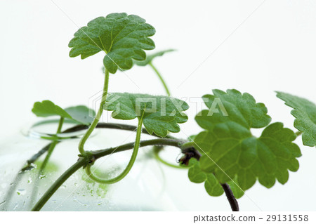 天胡荽，植物，水草，  Lawn Pennywort，日コリアンダー植物、水生植物、 29131558