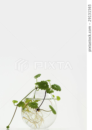 天胡荽，植物，水草，  Lawn Pennywort，日コリアンダー植物、水生植物、 29131565