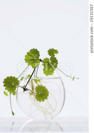 天胡荽，植物，水草，  Lawn Pennywort，日コリアンダー植物、水生植物、 29131567