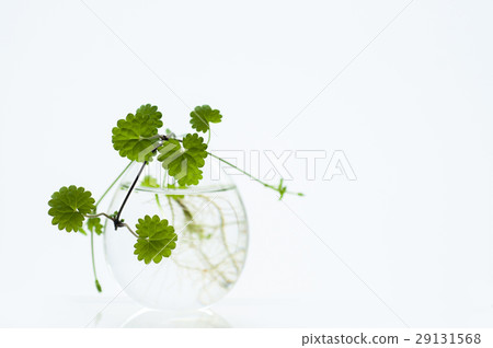 天胡荽，植物，水草，  Lawn Pennywort，日コリアンダー植物、水生植物、 29131568