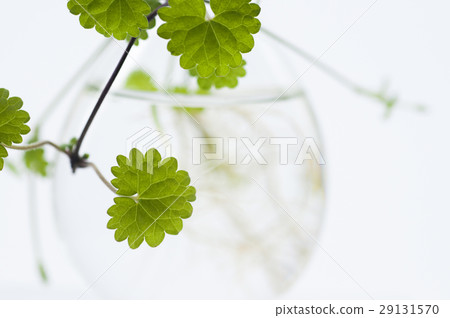 天胡荽，植物，水草，  Lawn Pennywort，日コリアンダー植物、水生植物、 29131570